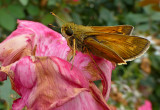 e butterfly  ZS20  P1100826.jpg