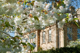 8th - More Blossom