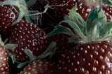 4th - Wild Strawberries
