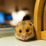 11th - Peek-a-Boo!