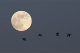 Snow Geese and Full Moon