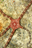Ruby brittle star - notice amputated arm re-growing