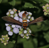Texas Wasp Moth, 8287, Horama panthalon, Mission Texas