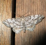 Hypagyrtis piniata 6656 ? Pine Measuring Moth