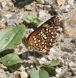 Harriss Checkerspot ventral
