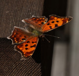 Eastern Comma female dorsal