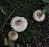 Lepiota acutaesquamosa