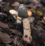 Ravenels stinkhorn Phallus ravenelii