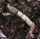 Ravenels Stinkhorn