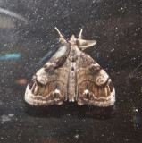 Orgyia definita, Definite Tussock Moth