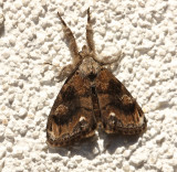 Definite Tussock Moth