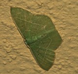 Mexico Moth 12