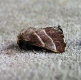 Eastern Tent Caterpillar Moth, Malacosoma americana, 7701