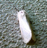 Fall Webworm Moth