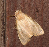 October 20 moth
