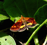 5058, Pyrausta orphisalis, Orange Mint Mmoth