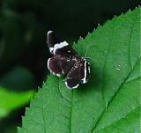 7430,  Trichodezia albovittata, White-striped Black