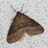 Bruce Spanworm Moth, Operophtera bruceata, 7437