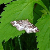 White-banded Toothed Carpet Moth 7394, Epirrhoe altrnata