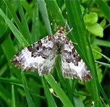White-banded Toothed Carpet Moth, 7394
