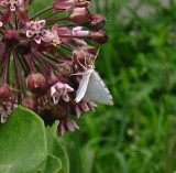 Lesser Maple Spanworm Moth, 6273, Macaria pustularia