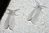Fall Webworm Moth, Hyphantria cunea, 8140