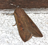 Army Worm Moth, Mythimna unipuncta, 10438