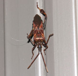 Western Conifer Seed Bug