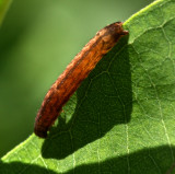 Cat? on milkweed