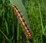 Henrys Marsh Moth, now Marsh Dagger, Simyra insularis