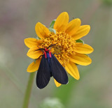 Ctenucha rubroscapus, Sierra