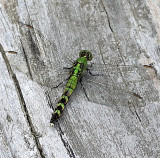 Green Pondhawk