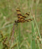 Halloween Pennant