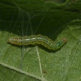 Larva on Hollyhock