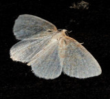 Yellow-dusted Cream Moth, Cabera erythemaria, 6677