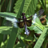 Widow Skimmer