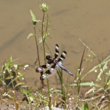 Twelve-spoted Skimmer