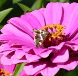 Hawaiian Beet-Webworm Moth