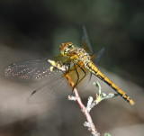 Meadowhawk Sierra