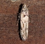 1833.97, Coeotechnite spp. , same moth as next photo.