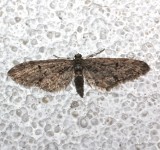 7474, Eupithecia miserulata