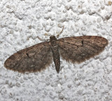 7474, Eupithecia miserulata, Common Eupithecia