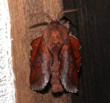 7687, Phyllodesma Americana, Lappet Moth