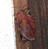 7687, Pseudodesma americana, Lappet Moth