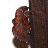 7687, Lappet Moth, side