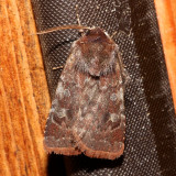 10994, Reddish Speckled Dart