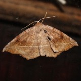 6966, Eupatela clemataria, Curved-toothed Geometer