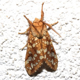 8211, Lophocampa caryae, Hickory Tussock Moth