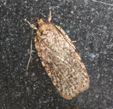 0867, Agonopterix pulvipennella