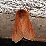 8156, Phagmatobia fulginosa, Ruby Tiger Moth